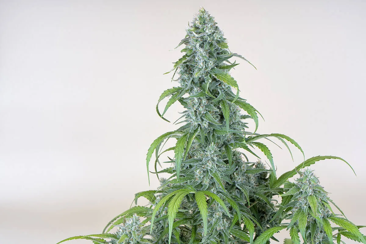 Best Outdoor Strains to Grow in Your Cannabis Garden