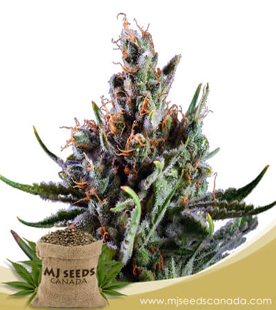 Big Bang Strain Feminized Marijuana Seeds