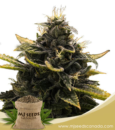 Black Widow Strain Autoflowering Marijuana Seeds