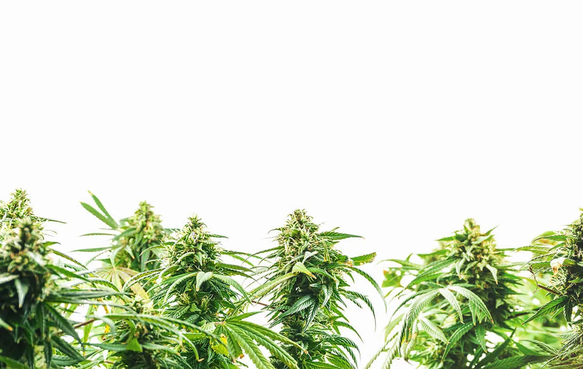 CBD and THC Together: How do They Work?