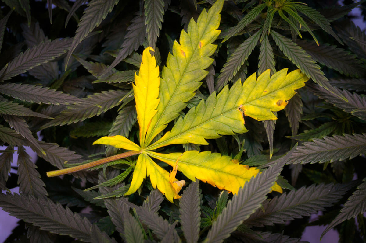 CBD vs Kratom: Useful Comparison