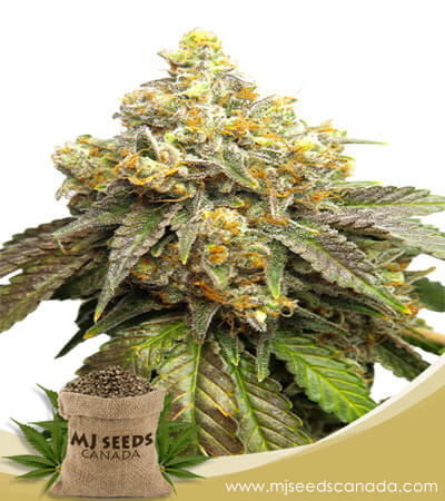 Cake Batter Strain Feminized Marijuana Seeds