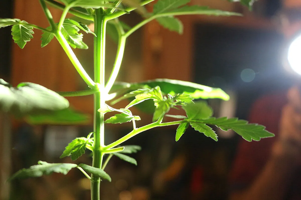 Cloning Autoflowers: Is it Possible?