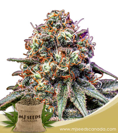 Cotton Candy Feminized Marijuana Seeds