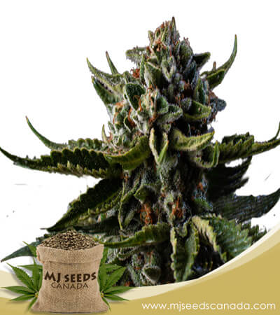 Dutch Treat Strain Autoflowering Marijuana Seeds