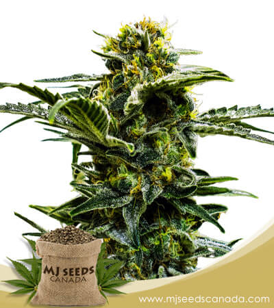 Early Girl Strain Feminized Marijuana Seeds