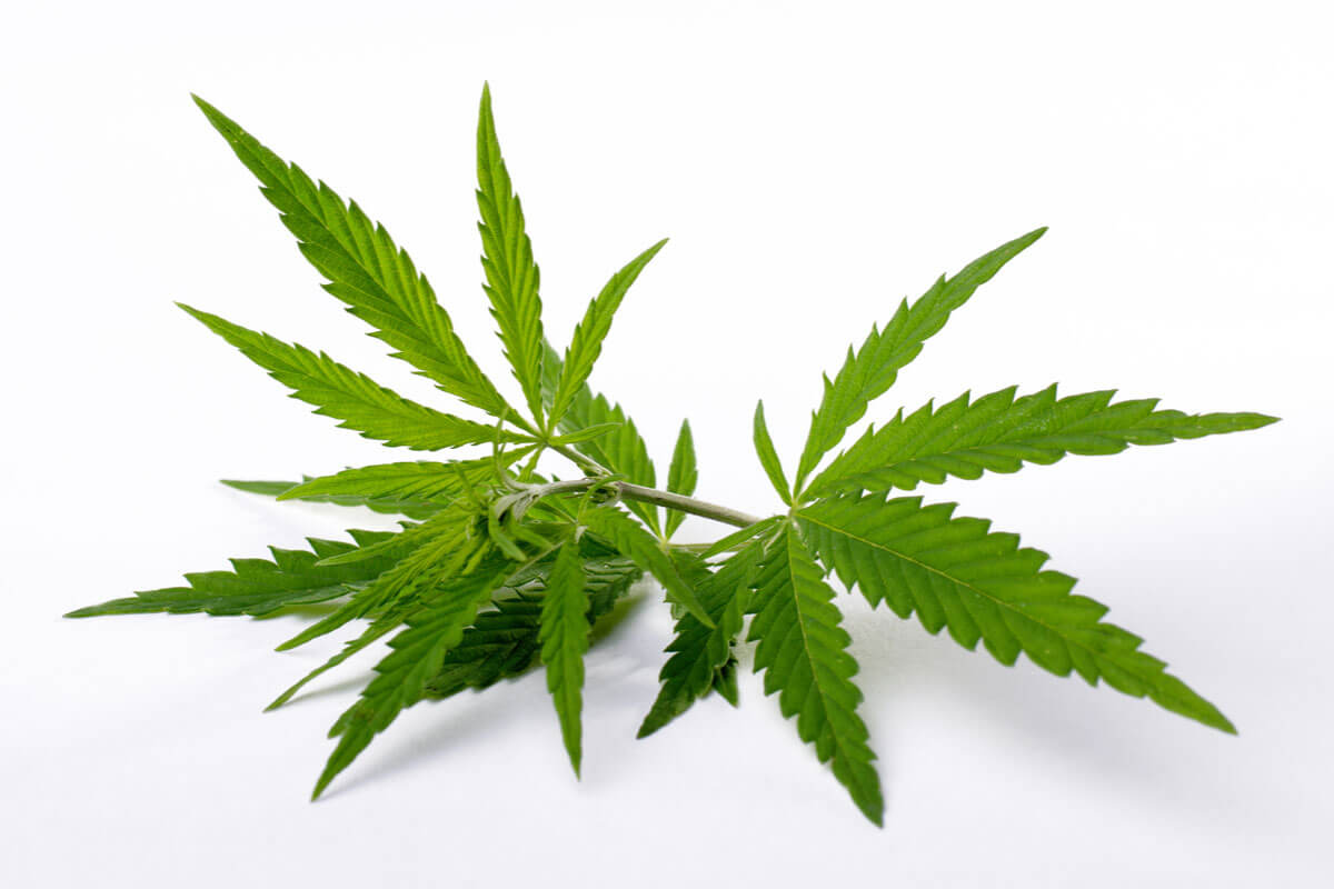Explaining CBD Tolerance of Cannabis Users