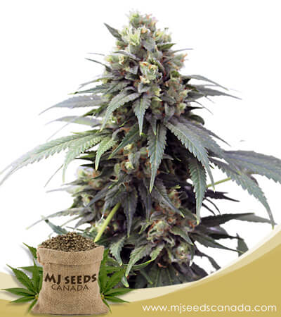 Fresh Candy Strain Autoflowering Marijuana Seeds