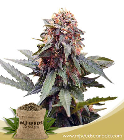 Fresh Candy Strain Feminized Marijuana Seeds