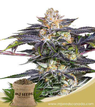 Fucking Incredible Strain Feminized Marijuana Seeds