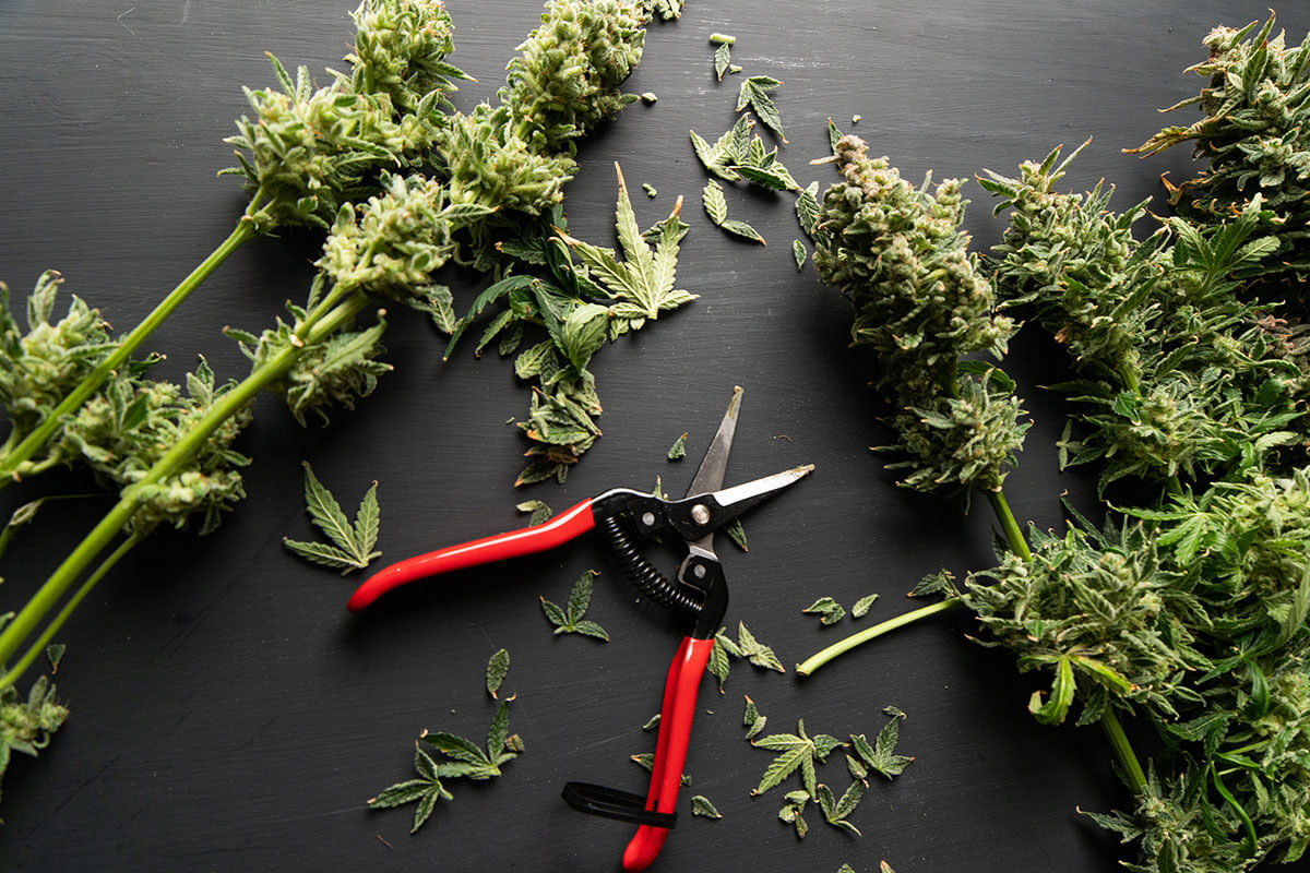 How to Trim Cannabis for Maximum Yield