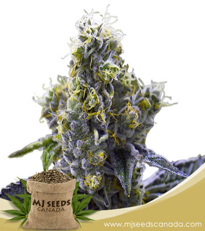 Ice Cream Cake Strain Feminized Marijuana Seeds