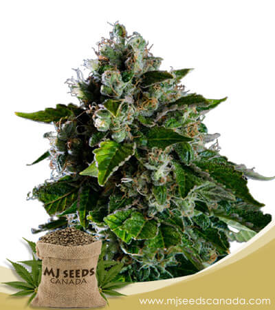 Kalashnikov Strain Feminized Marijuana Seeds