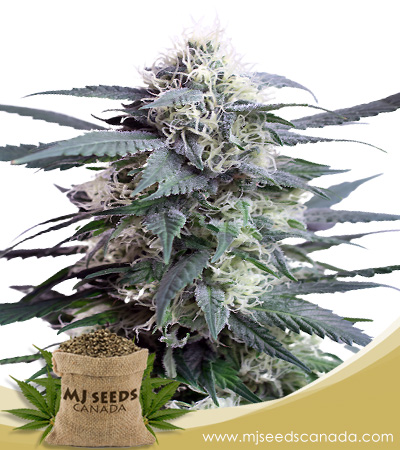 King's Kush Feminized Marijuana Seeds