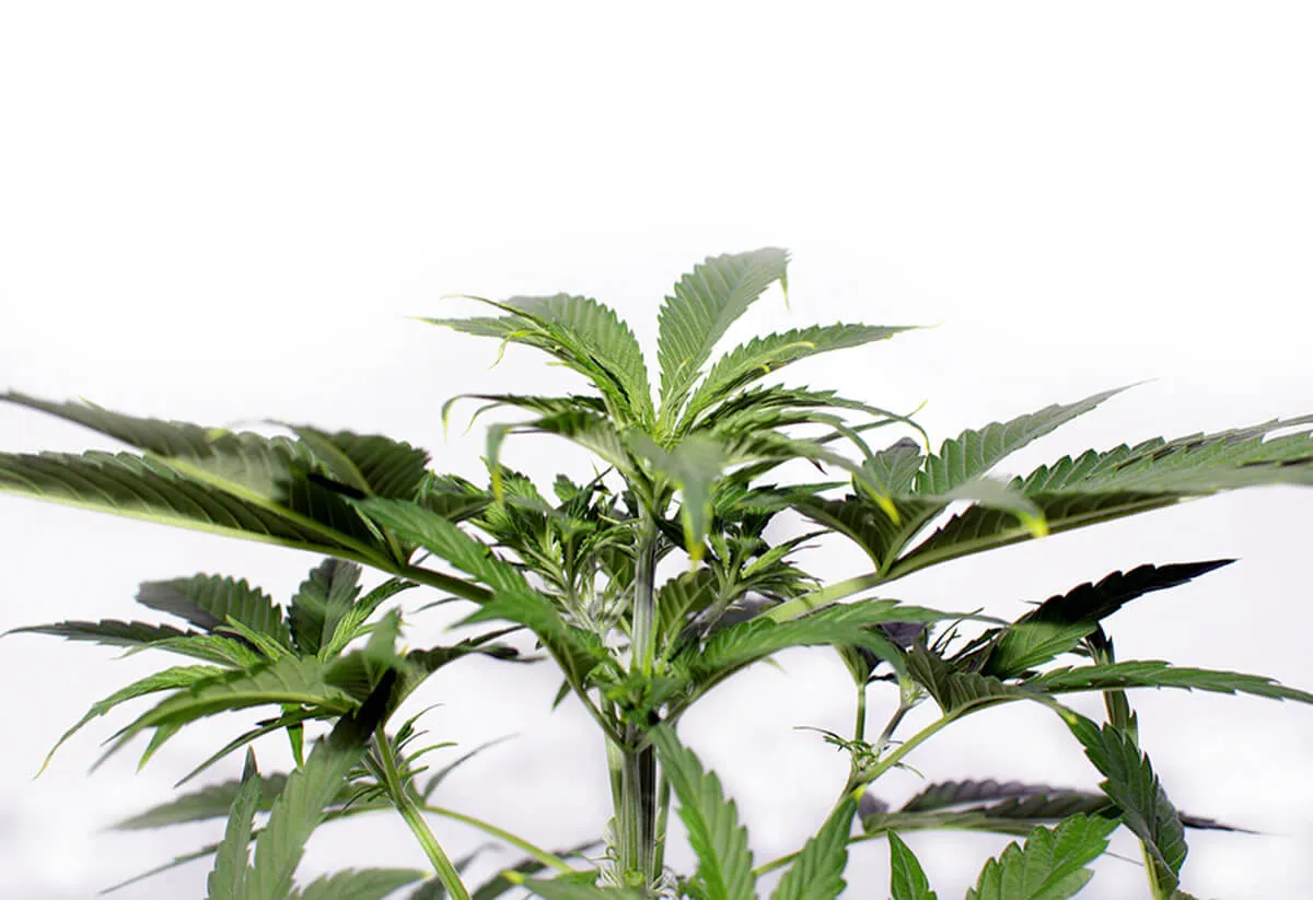 Low Stress Training on Your Cannabis: Complete Tutorial