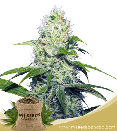 Neapolitan Strain Feminized Marijuana Seeds