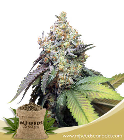 Pure Kush Feminized Marijuana Seeds