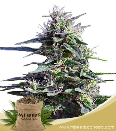 Purple Wreck Strain Feminized Marijuana Seeds