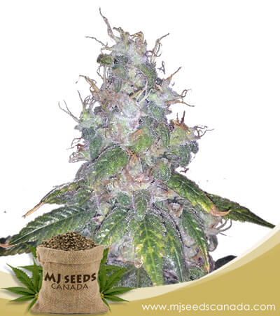 Super Bud Strain Autoflowering Marijuana Seeds