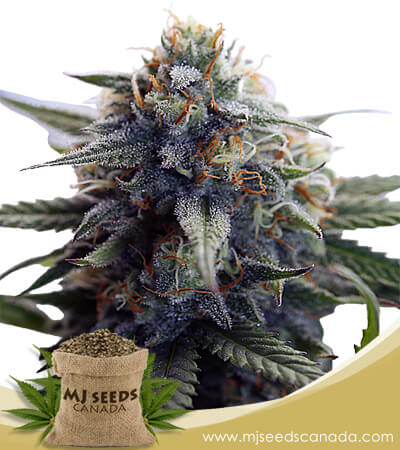 Super Bud Strain Feminized Marijuana Seeds