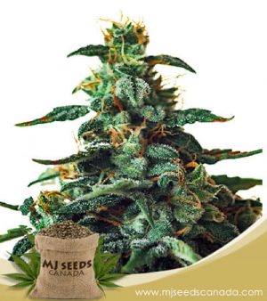 Thin Mint Strain Autoflowering Marijuana Seeds