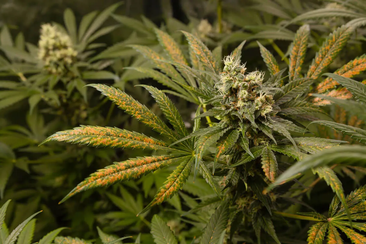 Tips on Dealing With Thrips on Cannabis