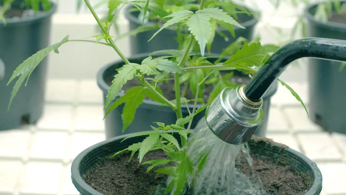 Watering Weed the Proper Way: Useful Guide
