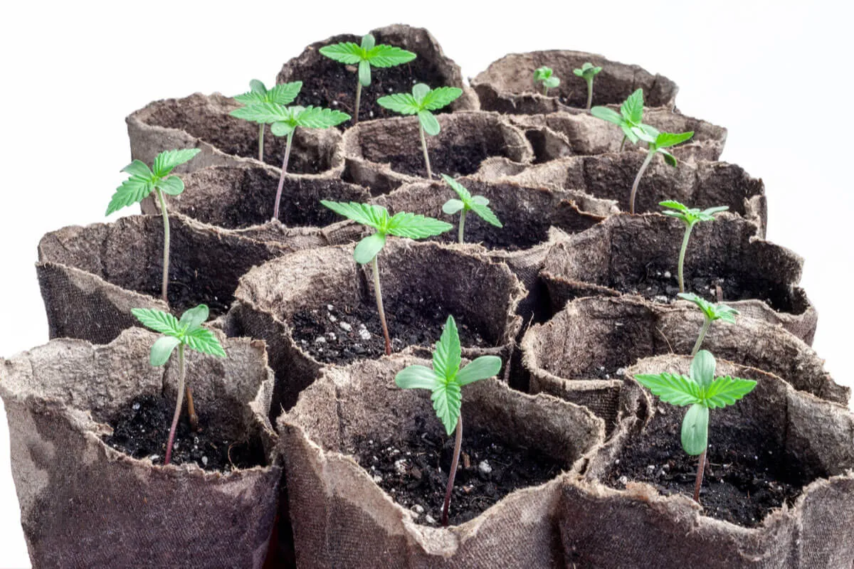 Weed Seedling Stages Every Grower Should Know