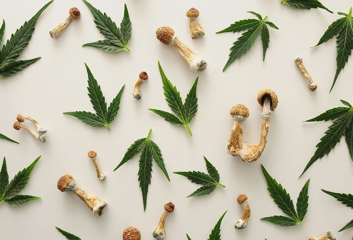 Weed and Mushrooms: Will it be a Great Trip?