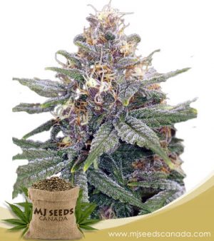 3 Kings Strain Autoflowering Marijuana Seeds