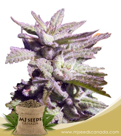 BC Hash Plant Strain Regular Marijuana Seeds