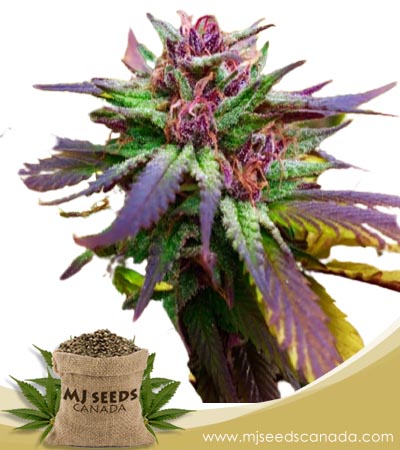 Blue Diesel Strain Regular Marijuana Seeds