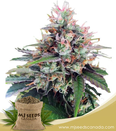 CBD God Strain Regular Marijuana Seeds