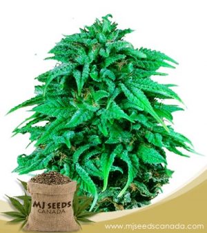 Durban Poison Strain Regular Marijuana Seeds