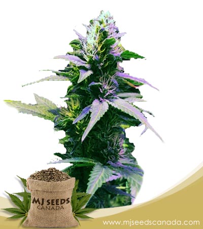 Purple Kush Regular Marijuana Seeds