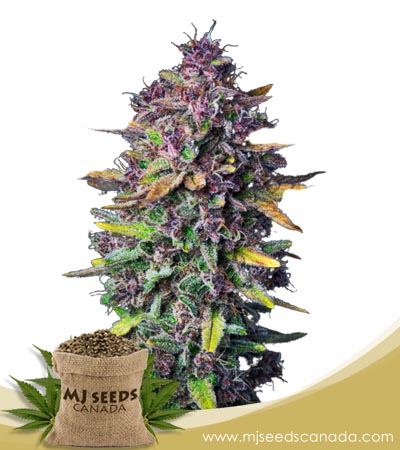 Purple Punch Strain Autoflowering Marijuana Seeds