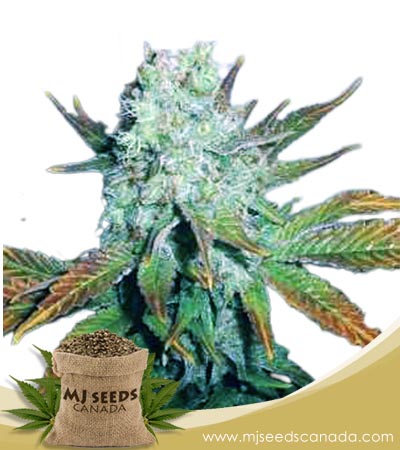 Romulan Strain Regular Marijuana Seeds