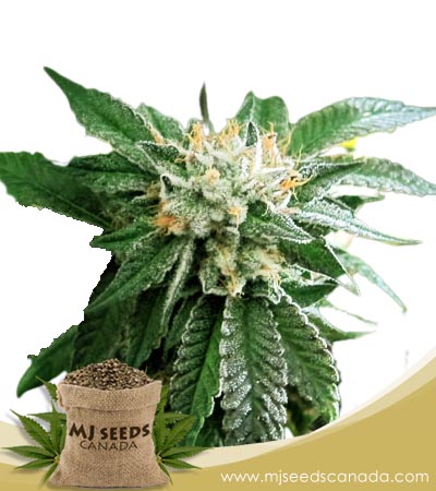 Shiatsu Kush Regular Marijuana Seeds