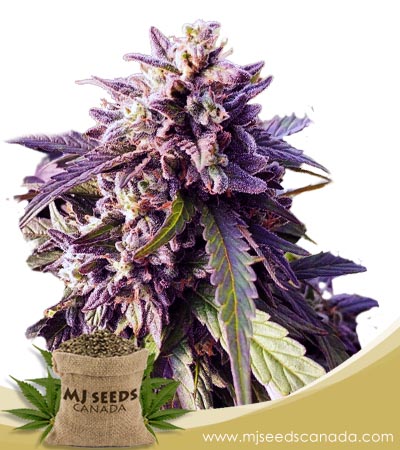 Texeda Time Warp Strain Regular Marijuana Seeds