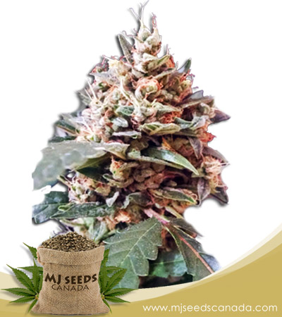 Tooth Decay Strain Autoflowering Marijuana Seeds