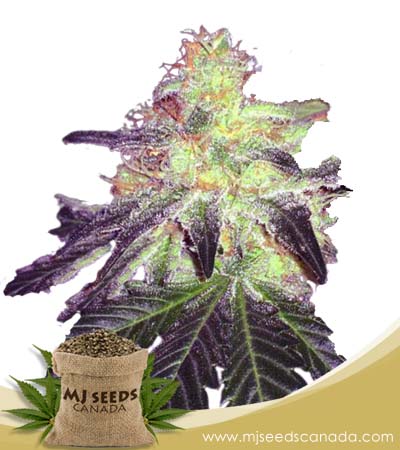 Gorilla Crush Strain Regular Marijuana Seeds