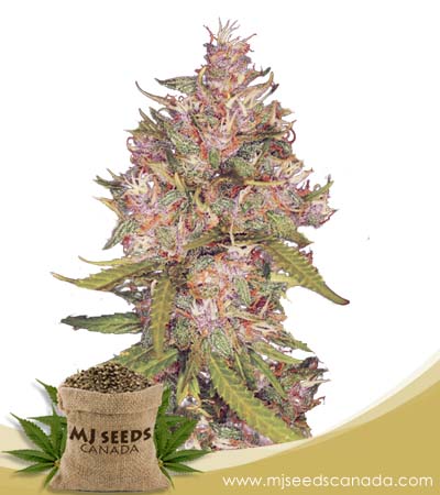 Grape Crush Gelato Regular Marijuana Seeds