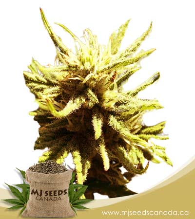 Auto CBD Green Maverick (1:20) Strain Marijuana Seeds