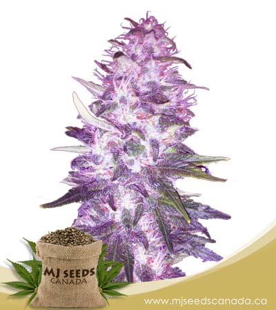 Pie Gal Strain Feminized Marijuana Seeds