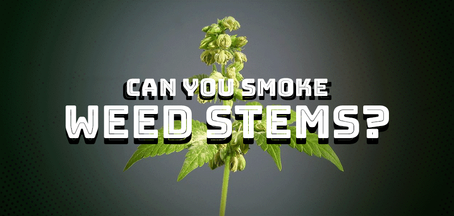 Can You Smoke Weed Stems