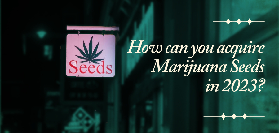 Buy marijuana seeds in 2023