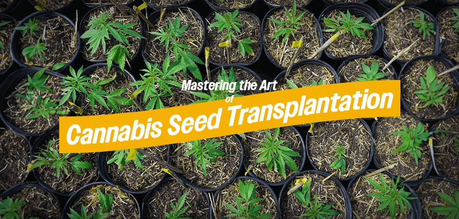 Transplanting cannabis