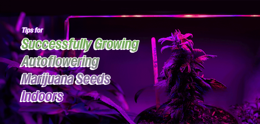 Growing autoflower marijuana seeds indoors