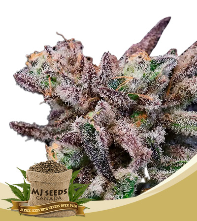 Banana Cream Sundae Strain Feminized Marijuana Seeds 