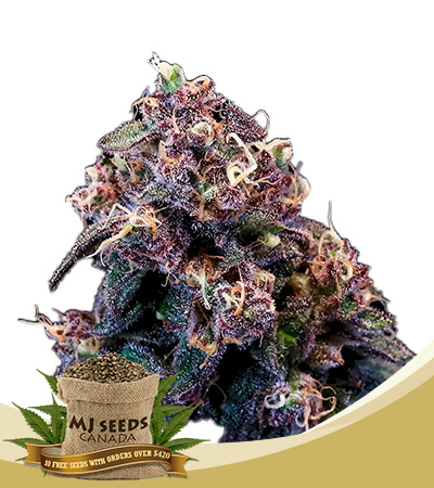 Berry Pie Strain Fast Version Feminized Marijuana Seeds 